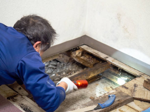 Best Crawl Space Mold Removal  in Royston, GA