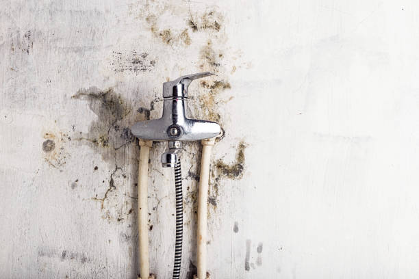 Best Certified Mold Removal  in Royston, GA