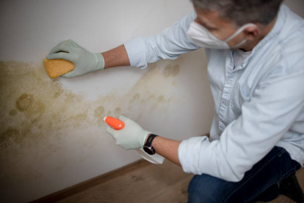 Best Home Mold Removal  in Royston, GA