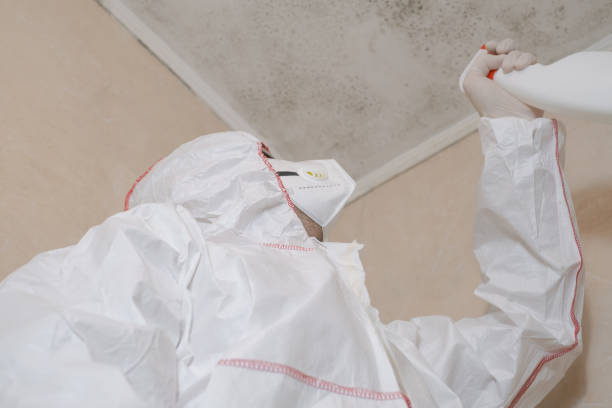 Certified Mold Removal in Royston, GA