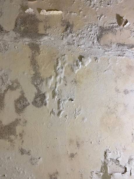 Best Certified Mold Removal  in Royston, GA