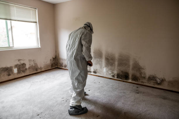 Best Commercial Mold Removal  in Royston, GA