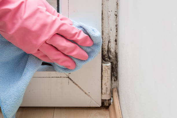 Best Mold Removal Near Me  in Royston, GA