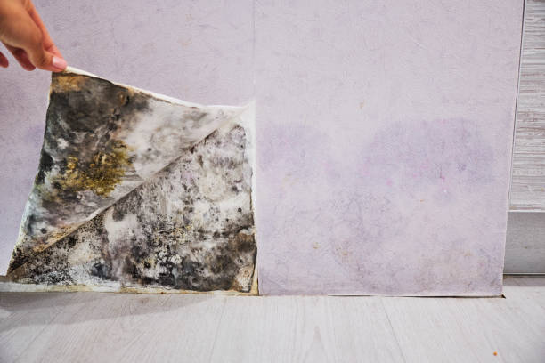 Best Commercial Mold Removal  in Royston, GA